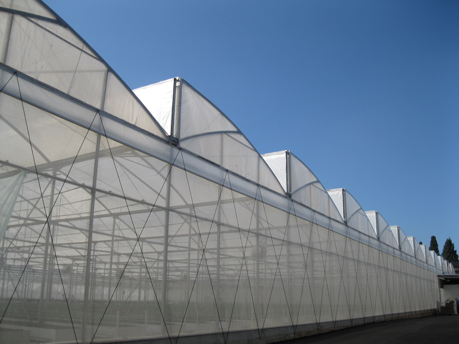 Greenhouse 1