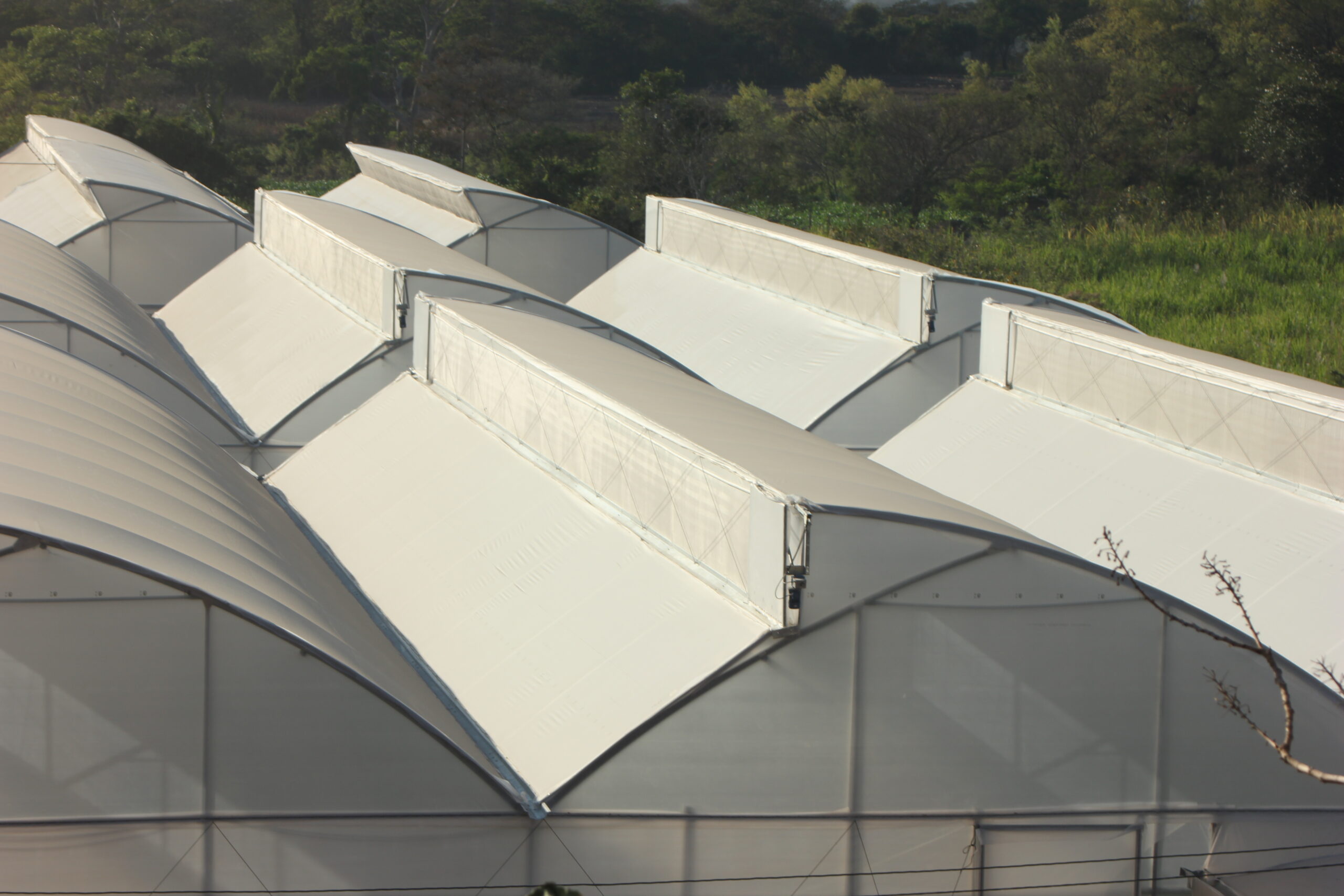 Greenhouse 4