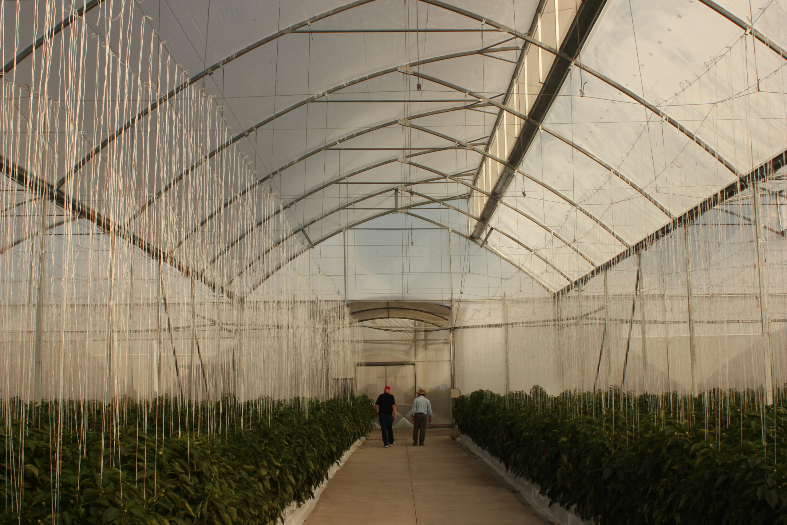 Greenhouse 5